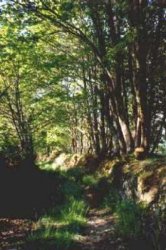 Cammino di
boschetto